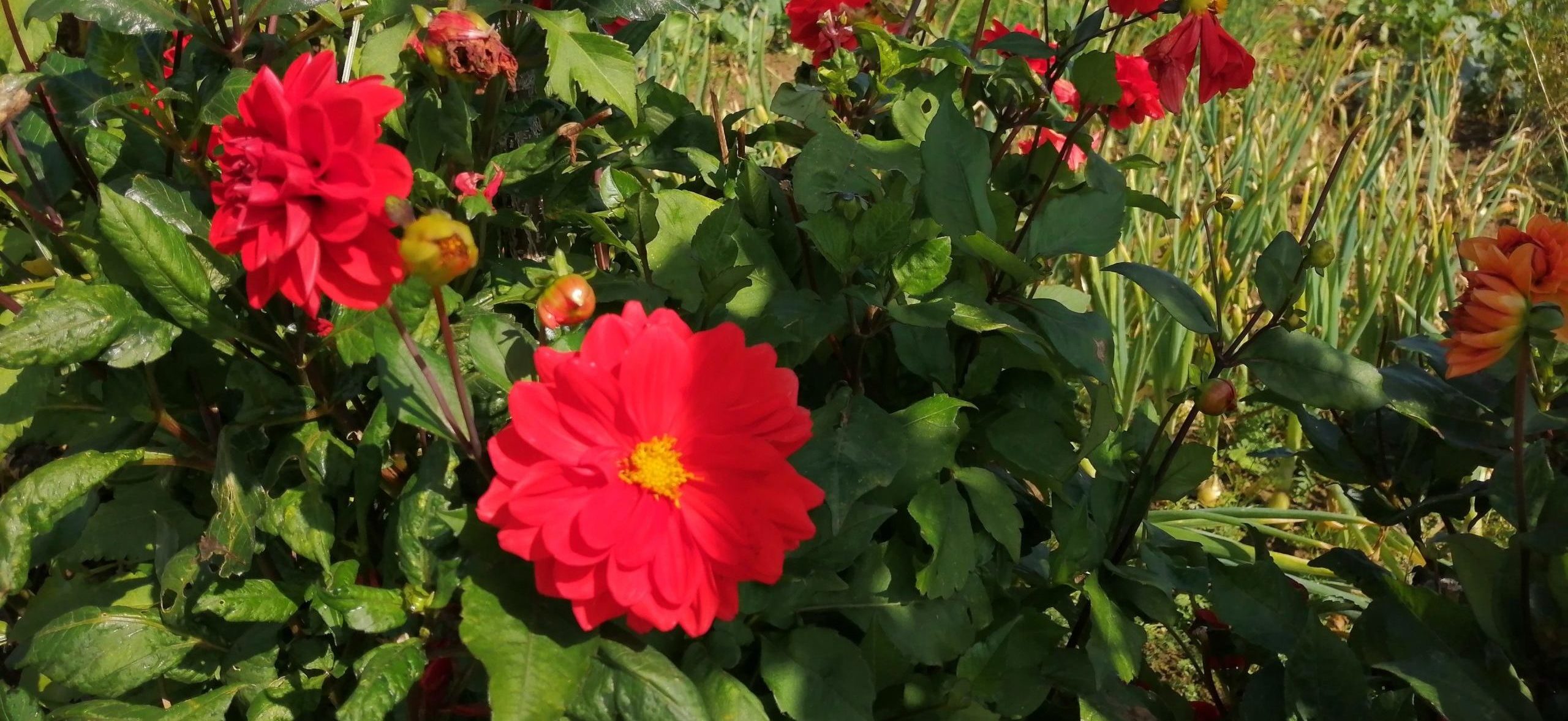 Du betrachtest gerade Frieden! Geht das?